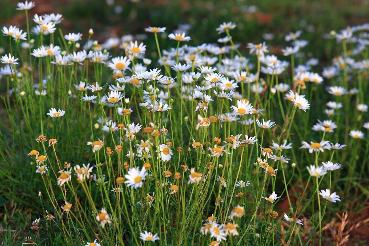 Chirping Orchard, Mukteshwar Bed & Breakfast エクステリア 写真