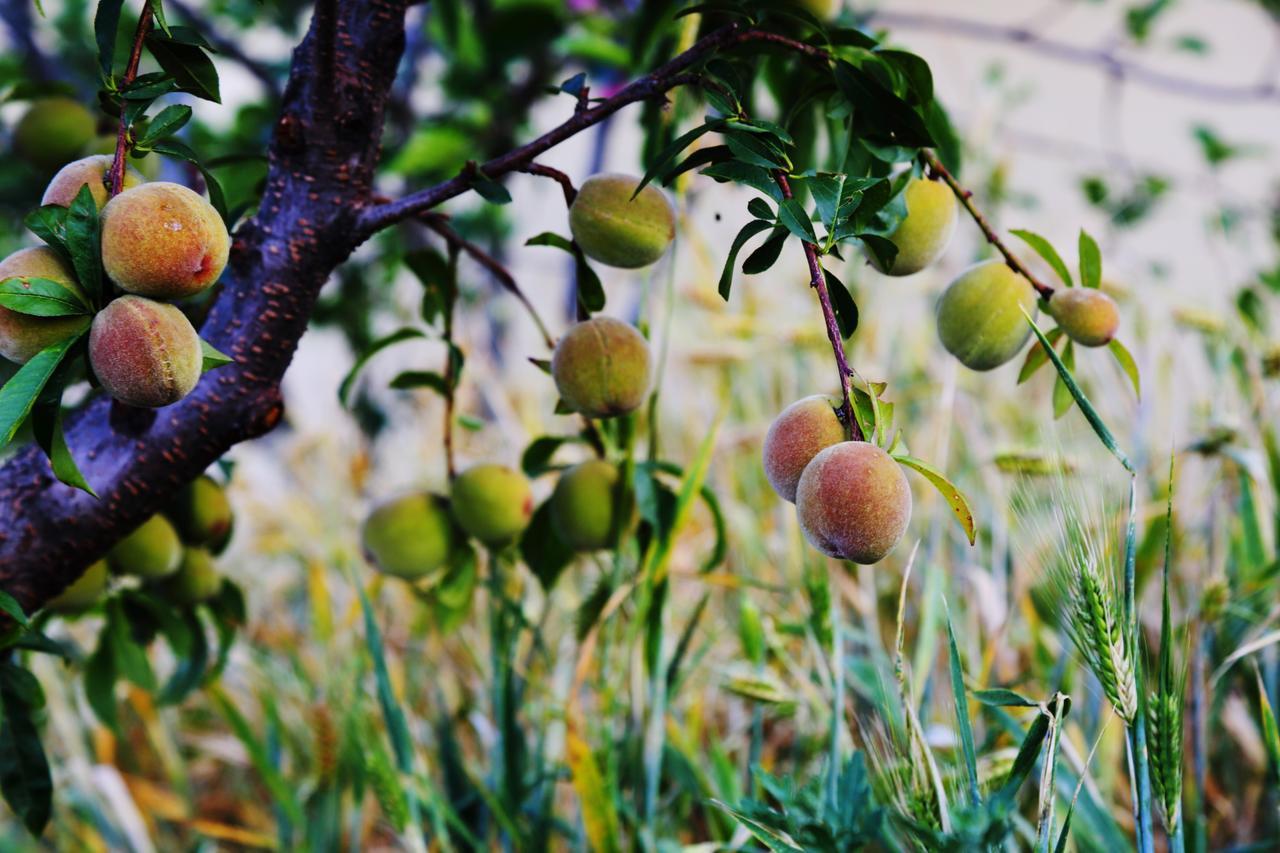 Chirping Orchard, Mukteshwar Bed & Breakfast エクステリア 写真