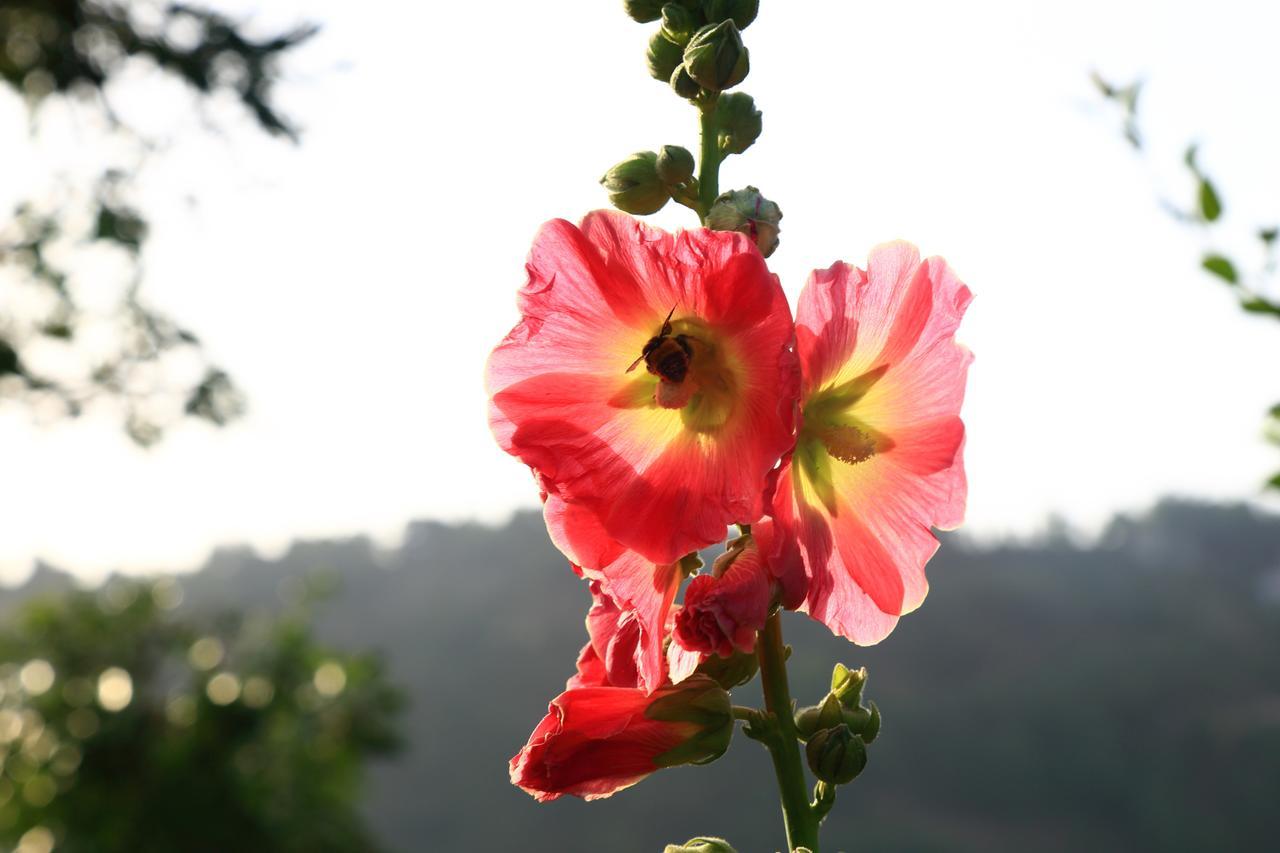 Chirping Orchard, Mukteshwar Bed & Breakfast エクステリア 写真